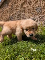 Purple, a female Golden Retriever for sale in Black River Falls, WI – 1 of 1