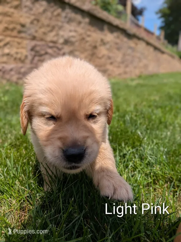 Light Pink  – Golden Retriever puppy for sale in Black River Falls, WI