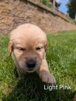 Light Pink , a female Golden Retriever for sale in Black River Falls, WI – 1 of 1