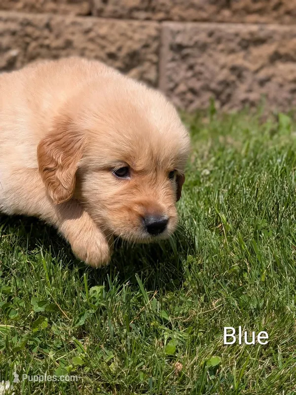 Blue – Golden Retriever puppy for sale in Black River Falls, WI