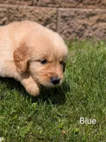 Blue, a male Golden Retriever for sale in Black River Falls, WI – 1 of 1