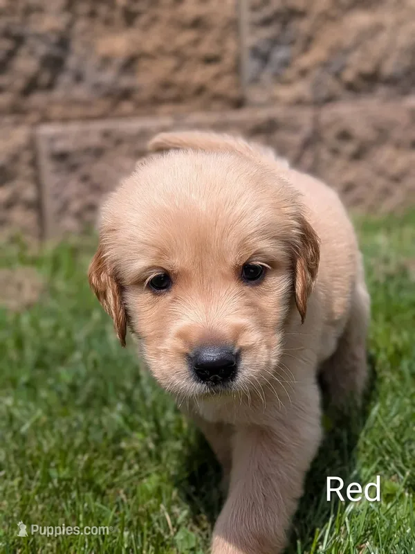 Red – Golden Retriever puppy for sale in Black River Falls, WI