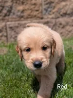 Red, a male Golden Retriever for sale in Black River Falls, WI – 1 of 1