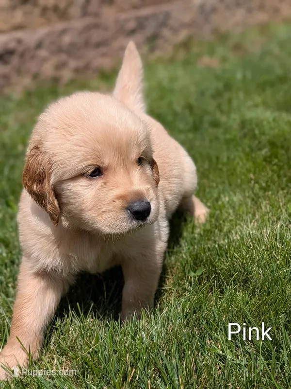 Pink – Golden Retriever puppy for sale in Black River Falls, WI