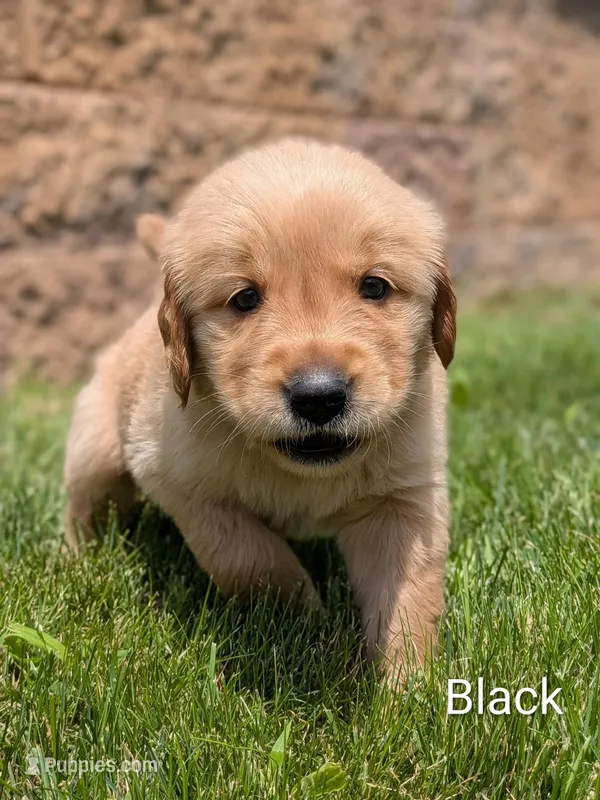 Black – Golden Retriever puppy for sale in Black River Falls, WI