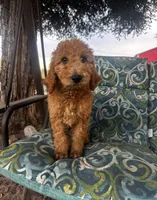 Marley, a male Poodle - Standard  for sale in Atwater, CA – 3 of 7