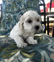 Princess, a female Maltipoo and Miniature Goldendoodle for sale in Atwater, CA – 2 of 5