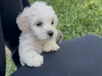 Princess, a female Maltipoo and Miniature Goldendoodle for sale in Atwater, CA – 4 of 5