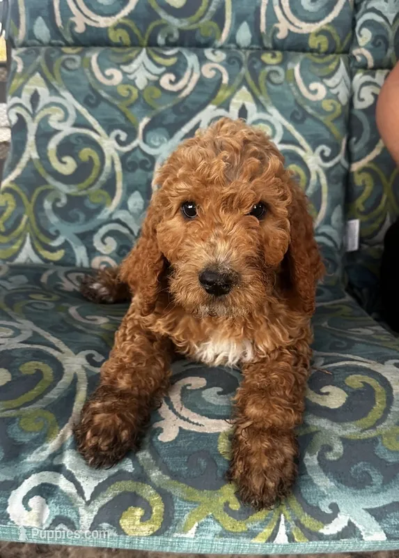 Marley – Poodle - Standard  puppy for sale in Atwater, CA