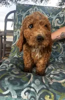 Marley, a male Poodle - Standard  for sale in Atwater, CA – 4 of 7