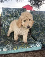 Biscuit, a male Poodle - Standard  for sale in Atwater, CA – 2 of 6