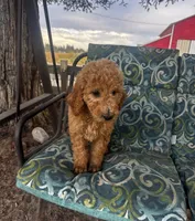 Marley, a male Poodle - Standard  for sale in Atwater, CA – 5 of 7