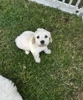 Bear, a male Maltipoo and Miniature Goldendoodle for sale in Atwater, CA – 2 of 5