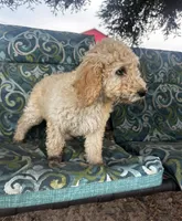 Biscuit, a male Poodle - Standard  for sale in Atwater, CA – 4 of 6
