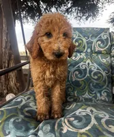 Marley, a male Poodle - Standard  for sale in Atwater, CA – 2 of 7