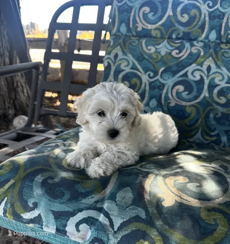 Princess – Maltipoo, Miniature Goldendoodle puppy for sale in Atwater, CA