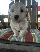 Bear, a male Maltipoo and Miniature Goldendoodle for sale in Atwater, CA – 4 of 5