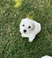 Princess, a female Maltipoo and Miniature Goldendoodle for sale in Atwater, CA – 5 of 5