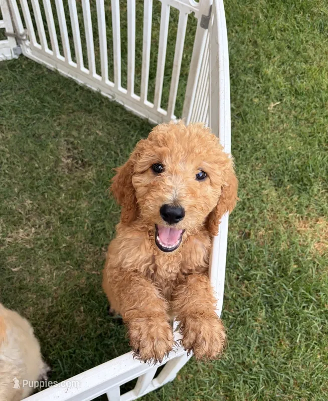 Churro – Poodle - Standard  puppy for sale in Atwater, CA