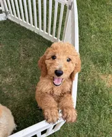 Churro, a male Poodle - Standard  for sale in Atwater, CA – 1 of 3