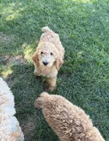 Churro, a male Poodle - Standard  for sale in Atwater, CA – 2 of 3