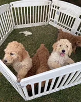 Biscuit, a male Poodle - Standard  for sale in Atwater, CA – 6 of 6