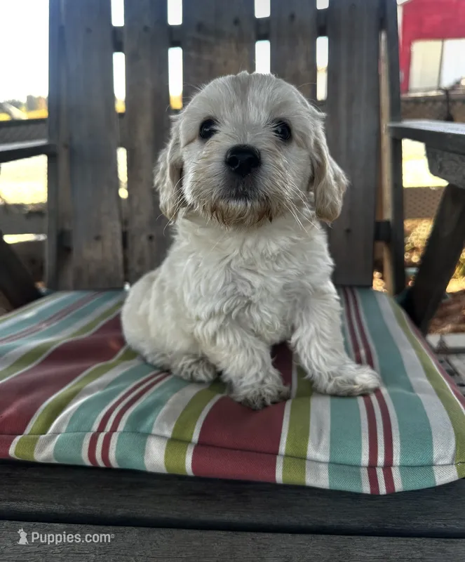 Bear – Maltipoo, Miniature Goldendoodle puppy for sale in Atwater, CA