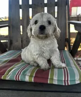 Bear, a male Maltipoo and Miniature Goldendoodle for sale in Atwater, CA – 1 of 5