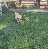 Churro, a male Poodle - Standard  for sale in Atwater, CA – 3 of 3