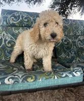 Biscuit, a male Poodle - Standard  for sale in Atwater, CA – 3 of 6