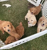 Biscuit, a male Poodle - Standard  for sale in Atwater, CA – 5 of 6