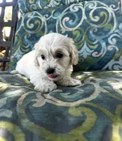 Princess, a female Maltipoo and Miniature Goldendoodle for sale in Atwater, CA – 3 of 5