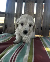 Bear, a male Maltipoo and Miniature Goldendoodle for sale in Atwater, CA – 3 of 5