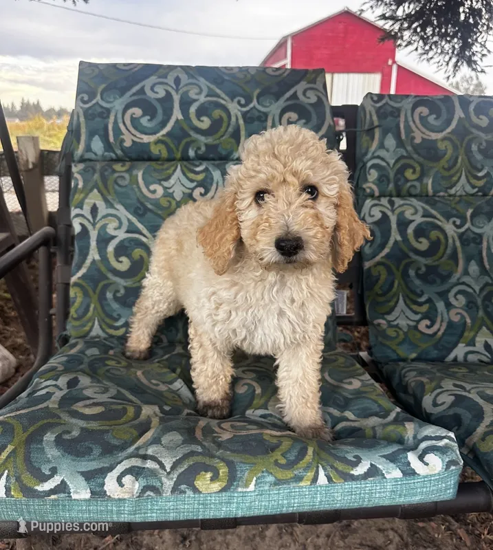 Biscuit – Poodle - Standard  puppy for sale in Atwater, CA