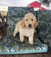 Biscuit, a male Poodle - Standard  for sale in Atwater, CA – 1 of 6