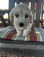 Bear, a male Maltipoo and Miniature Goldendoodle for sale in Atwater, CA – 5 of 5