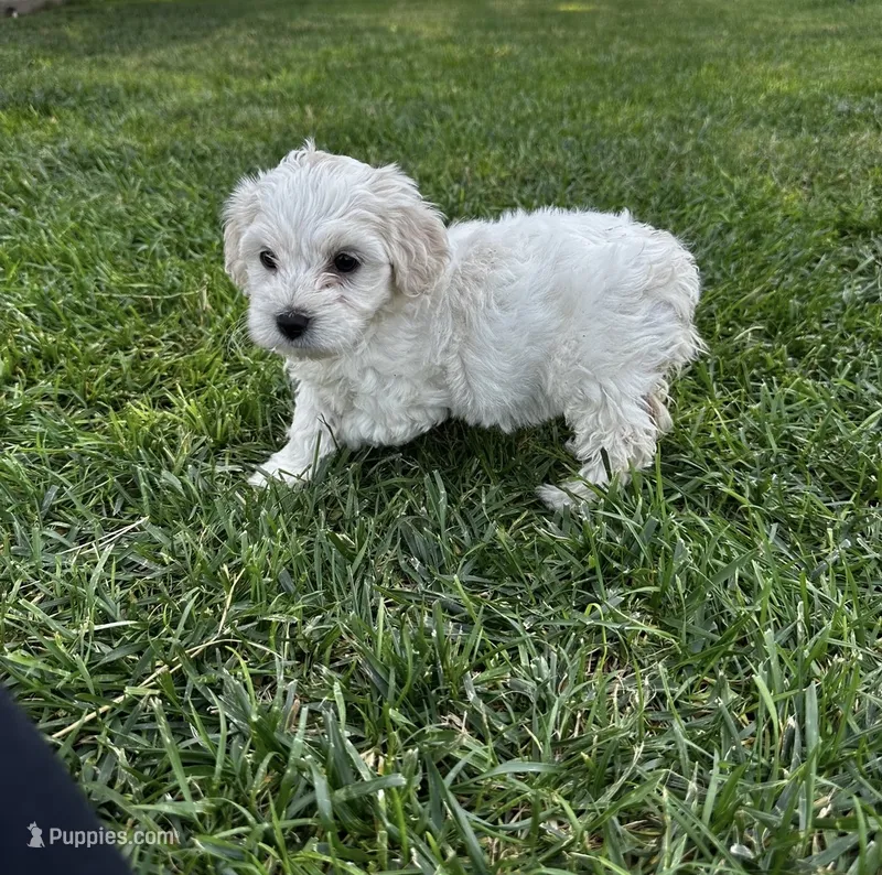 Princess – Maltipoo, Miniature Goldendoodle puppy for sale in Atwater, CA