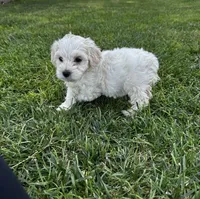 Princess, a female Maltipoo and Miniature Goldendoodle for sale in Atwater, CA – 1 of 5
