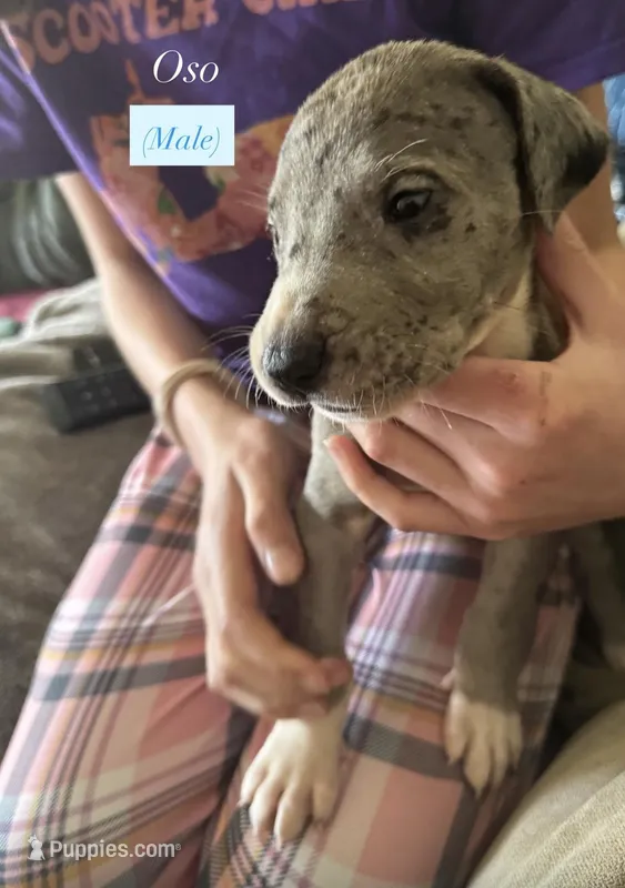 Oso  – Great Dane puppy for sale in Eugene, OR