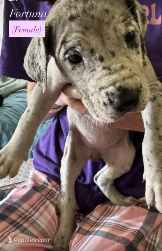 Fortuna  – Great Dane puppy for sale in Eugene, OR