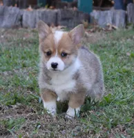 Jolene, a female Pembroke Welsh Corgi for sale in Sallisaw, OK – 2 of 3