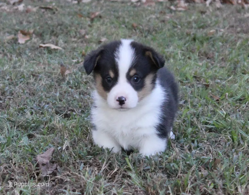 Boots – Pembroke Welsh Corgi puppy for sale in Sallisaw, OK