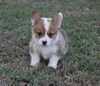 Houston, a male Pembroke Welsh Corgi for sale in Sallisaw, OK – 4 of 4
