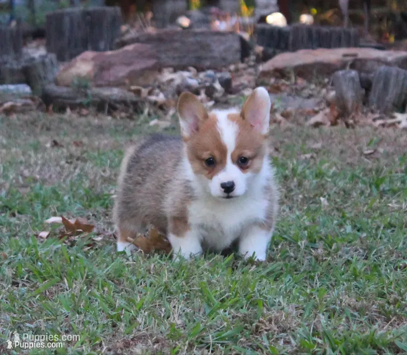 Houston – Pembroke Welsh Corgi puppy for sale in Sallisaw, OK
