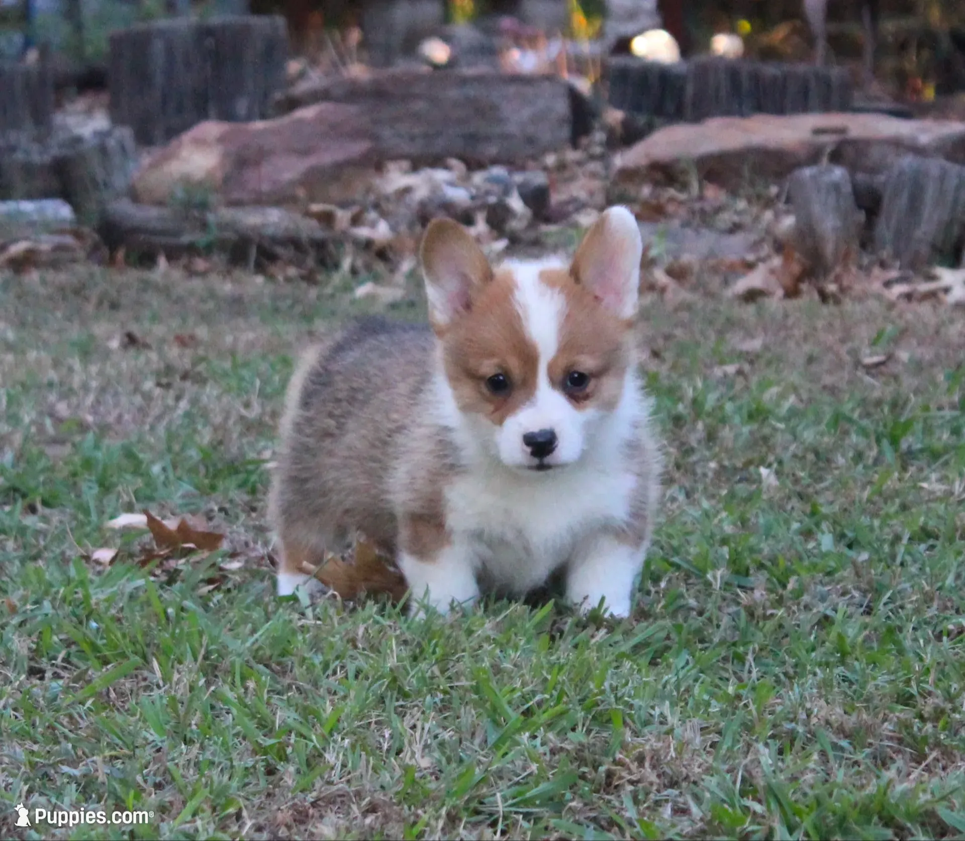 Houston, a male Pembroke Welsh Corgi for sale in Sallisaw, OK – 1 of 4