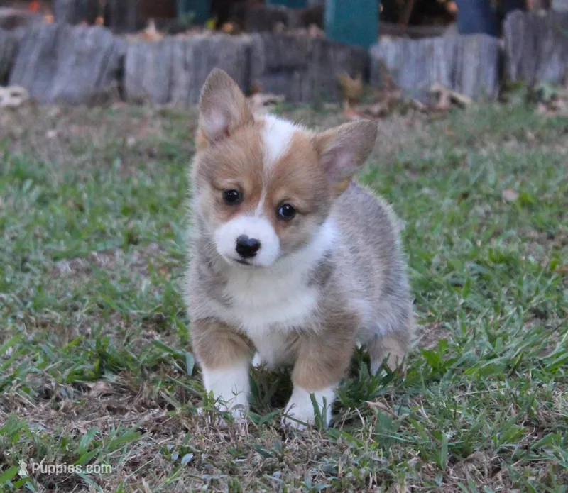 Jolene – Pembroke Welsh Corgi puppy for sale in Sallisaw, OK