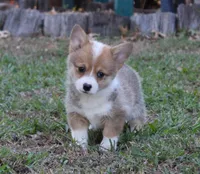 Jolene, a female Pembroke Welsh Corgi for sale in Sallisaw, OK – 1 of 3