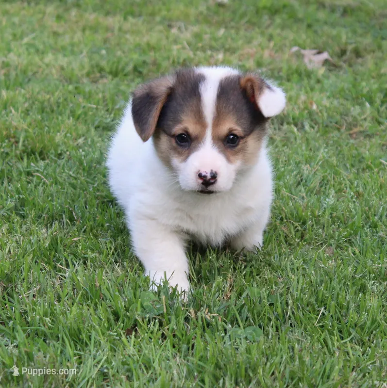 Bart, a male Pembroke Welsh Corgi for sale in Sallisaw, OK – Photo 1 of 1