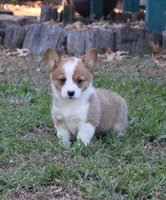 Lucille , a female Pembroke Welsh Corgi for sale in Sallisaw, OK – 2 of 3