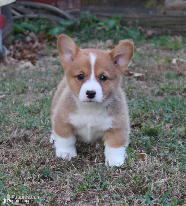 Cody – Pembroke Welsh Corgi puppy for sale in Sallisaw, OK